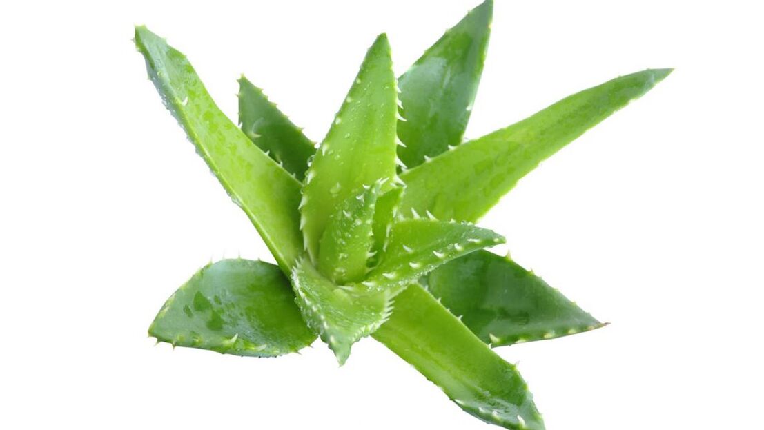 aloe vera em creme Proctonic